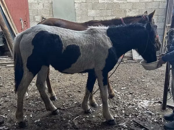 Kuda betina, Horses — Kazakhstan