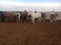 Kuda betina, Horses — foto 1