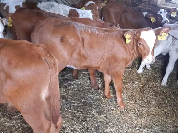 Bou, Simmental cattle