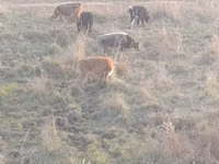 公牛, Cattle — 照片 6