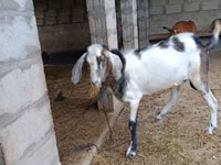 Billy Goat, Goats — photo 3