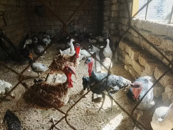 Turkeys — আজারবাইজান