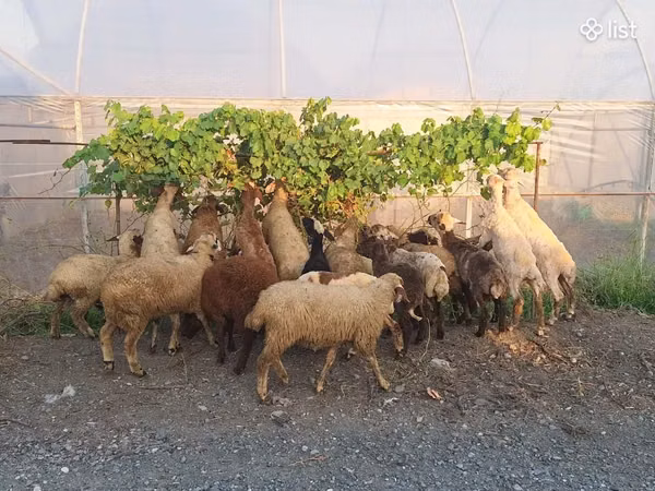 Ram, Sheep — Armenia