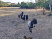 Sheep, Karakul sheep — photo 2