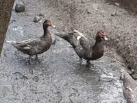 Domestic Muscovy — foto 3