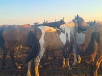 اسب (گروه، جنسیت مشخص نشده), Horse breed — عکس 2
