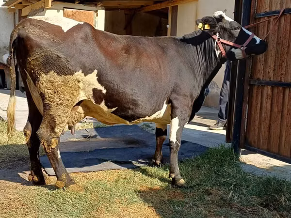 Cow, Alatau breed