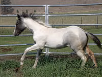 Horse (M), National Show Horse — photo 2