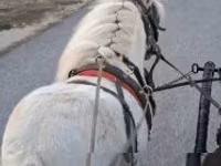 ม้าตัวผู้, Shetland Pony — รูปภาพ 2