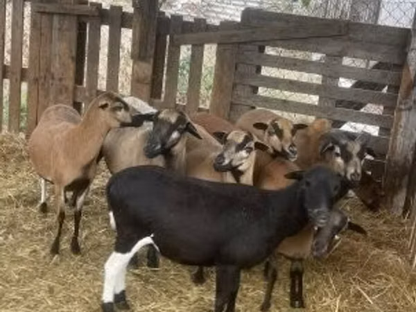 Carnero, Cameroon sheep — Hungría