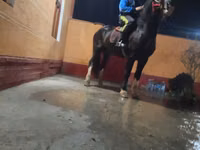 Ngựa đực, Russian warmblood — ảnh 1