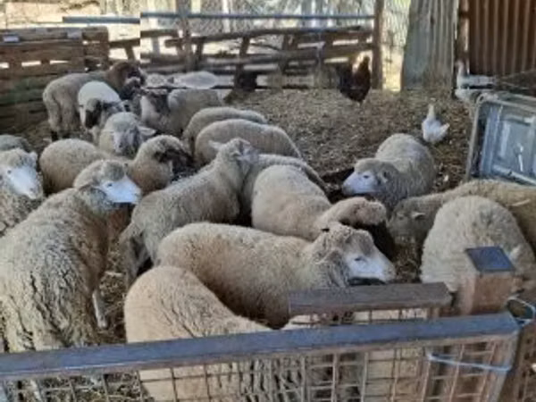 Domba (batch, jenis kelamin tidak disebutkan), Sheep