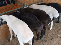 Ram, Sheep — photo 6