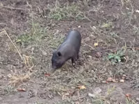 Sow, Pigs — photo 2