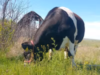 Krowa, Russian Black pied cattle — zdjęcie 1