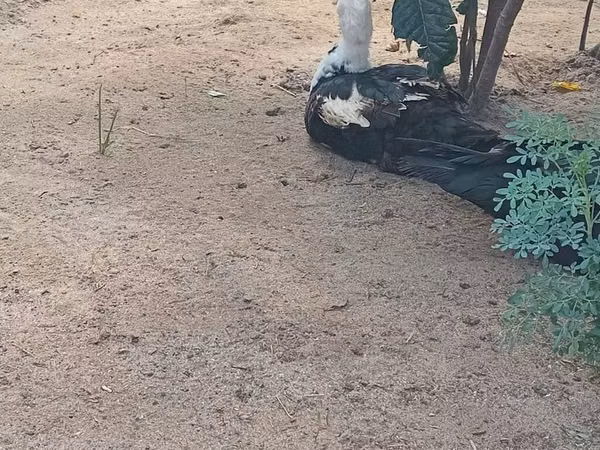 Domestic Muscovy — Azerbaijan