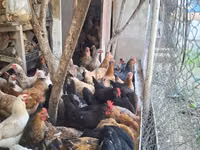 Chickens — 照片 1