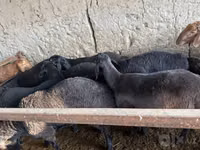 Sheep (batch, sex not specified), Sheep — photo 7