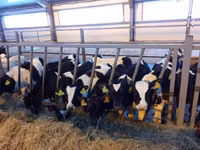 公牛, Russian Black pied cattle — 照片 1