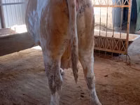 วัวตัวเมีย, Simmental cattle — รูปภาพ 6
