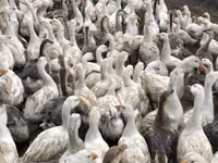 Geese — புகைப்படம் 4