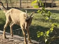 Kambing betina, Goats — foto 2