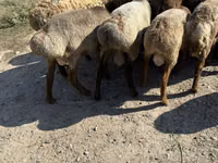 Ոչխար, Ոչխարներ — լուսանկար 7