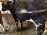 Cow, Cattle — photo 1