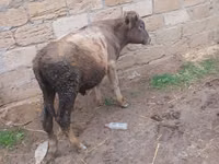 Bou, Bovine — foto 2