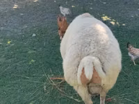 Ram, Sheep — photo 3