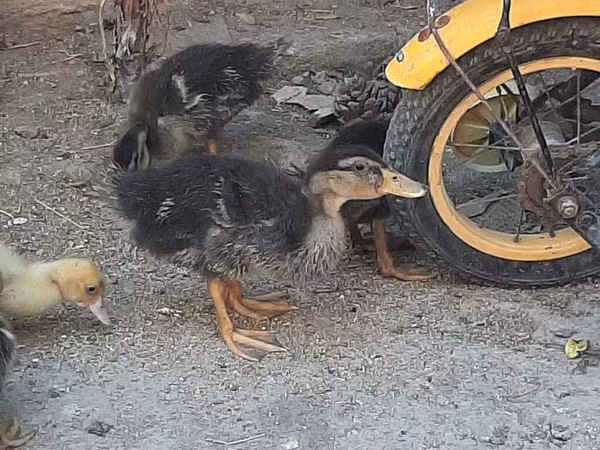 Ducks — Азербайджан