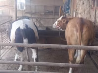 Ko, Simmental cattle — foto 5