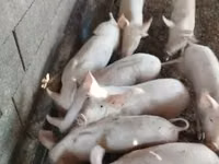 Pigs (batch, sex not specified) — photo 2