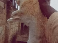 Koza, Kozy — foto 1