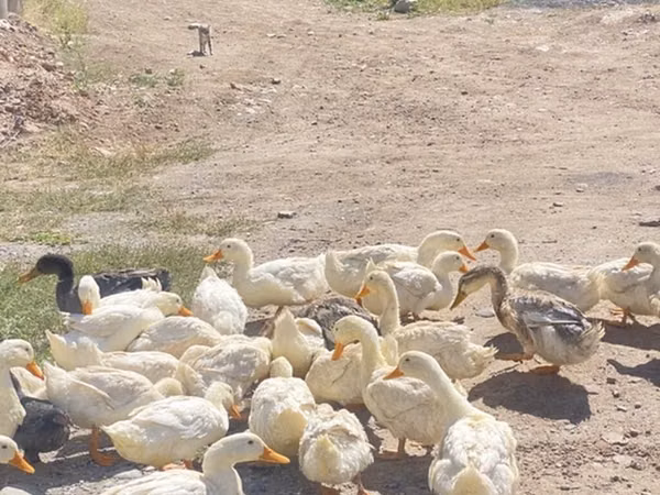 Ducks — Kyrgyzstan