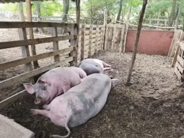 Pigs (batch, sex not specified), Pigs — Hungary