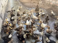 Ducks — photo 4