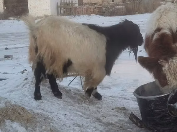 Billy Goat, Saanen goat — Kazakhstan