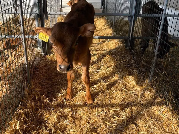 Cattle (batch, sex not specified), Jersey breed