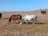 Ngựa cái, Kazakh horse — ảnh 4