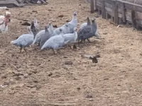 Guinea fowl — photo 2