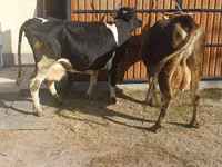 Cow, Holstein breed — photo 8