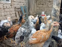 Chickens — photo 1