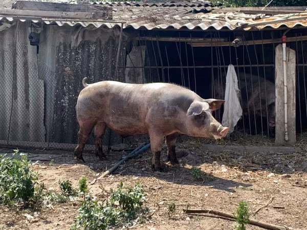 Boar,  — Moldova