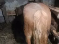 فرس, Haflinger — الصورة 2