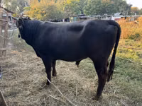 Bull, Aberdeen-Angus — photo 2
