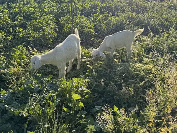 Goat, Saanen goat — Kazakhstan