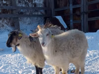 Sheep, Sheep — photo 3
