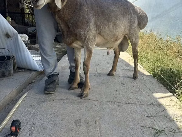 Ram, Arashan sheep — Uzbekistan