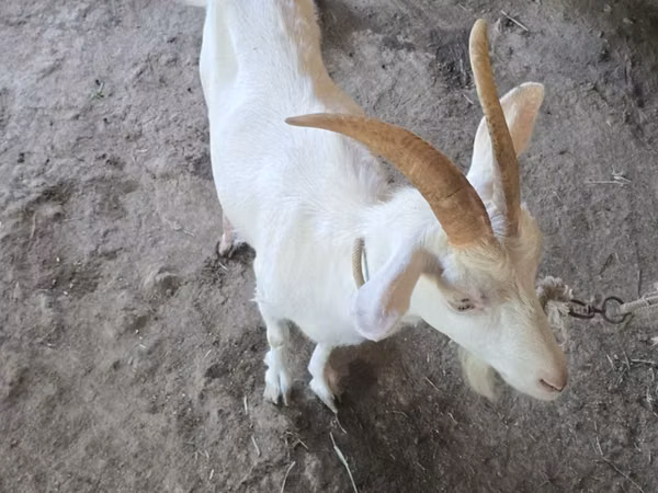 بز ماده, بز